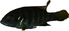Benitochromis sp. "Eseka"