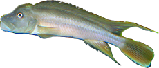 Steatocranus tinanti