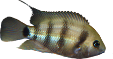 Cryptoheros spilurus