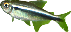 Hyphessobrycon herbertaxelrodi 