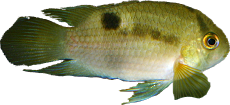 Cleithracara maronii