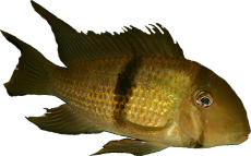 Torichtys meeki