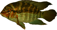 Krobia sp. "Xingu"