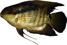 Mesonauta guyanae 