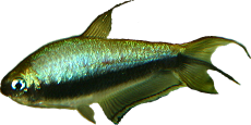 Nematobrycon palmeri
