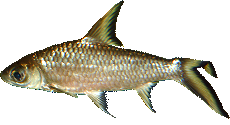 Balantiocheilus melanopterus