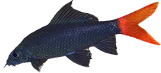 Epalzeorhynchus bicolor