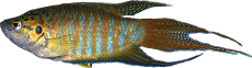 Macropodus opercularis