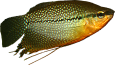 Trichogaster leerii