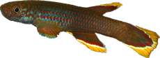Aphyosemion celiae celiae