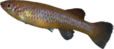 Scriptaphyosemion guignardi