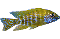 Aulonocara beanschi