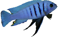 Cynotilapia sp. "Hara"
