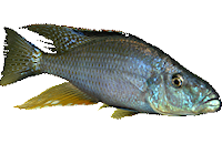 Dimidiochromis compressiceps