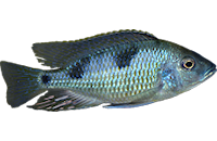 Hemitilapia oxyrhynchus