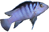 Labidochromis chizumulae