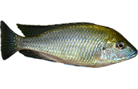 Mylochromis plagiotaenia