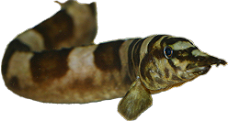 Aethiomastacembelus ellipsifer
