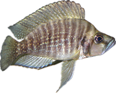 Altolamprologus compressiceps