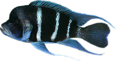 Cyphotilapia gibberosa