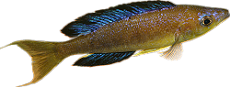 Cyprichromis microlepidotus