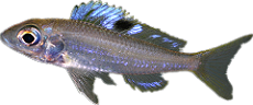 Ectodus descampsi