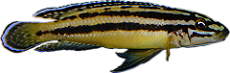 Julidochromis regani "Kipilli"