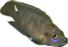 Neolamprologus brevis