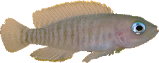 Neolamprologus multifasciatus