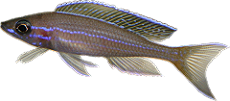 Paracyprichromis nigripinnis