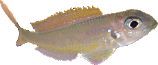 Xenotilapia flavipinnis "Kiriza"