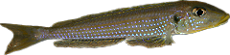 Xenotilapia sp. "kilesa"