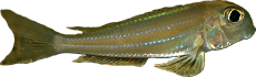 Xenotilapia sima