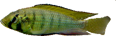 Astatoreochromis alluaudi