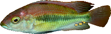 Haplochromis sp. "flameback"