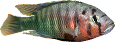 Pundamilia nyererei