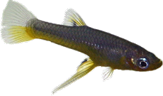 Girardinus metallicus