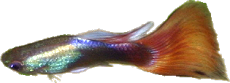 Poecilia reticulata