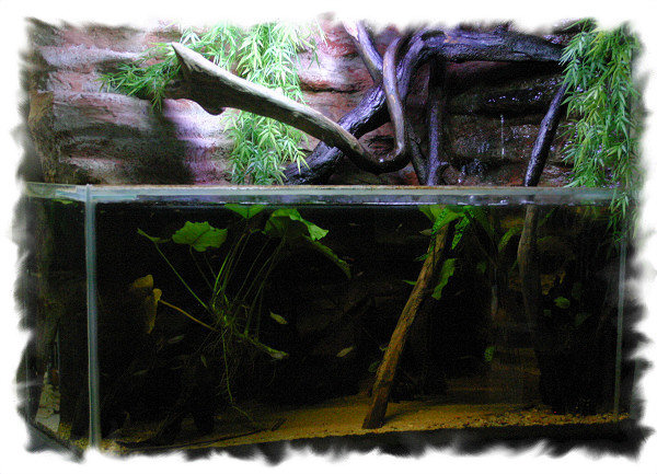 Aquaterrarium du club aquariophile de Vernon