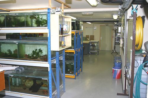 Aquariums de la salle d'activité