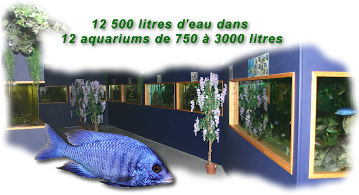 Aquavernon - Club aquariophile de Vernon